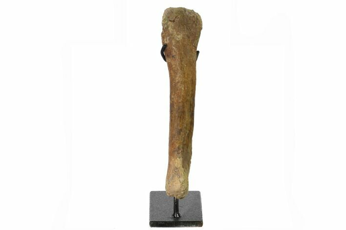 Fossil Hadrosaur (Brachylophosaur) Metacarpal on Stand - Montana #165916